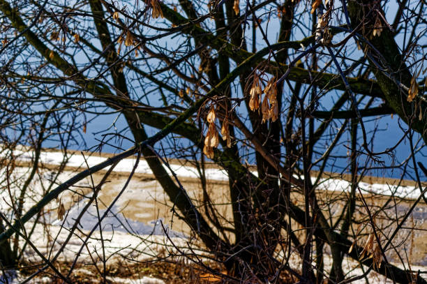 단풍 나무 씨앗은 가지에 매달려 - maple keys seed maple tree transparent 뉴스 사진 이미지