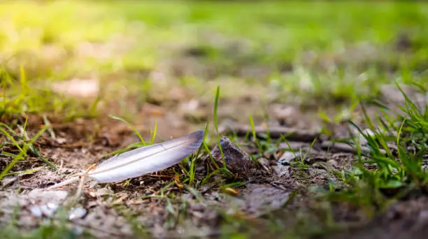 Photo of feather from a bird lies on green grass, sunny day