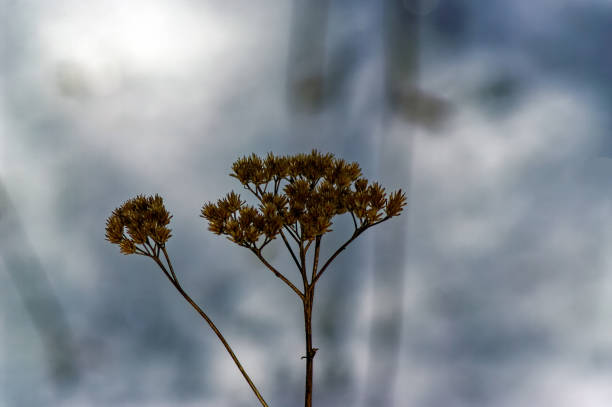 last year's grass amid snow in the field, winter