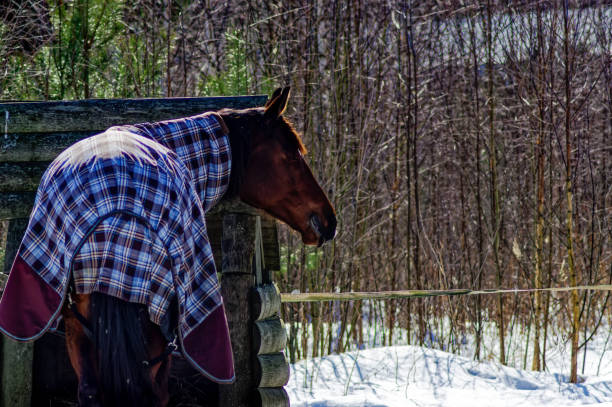 horse with a s culpa in the open pasture, in winter