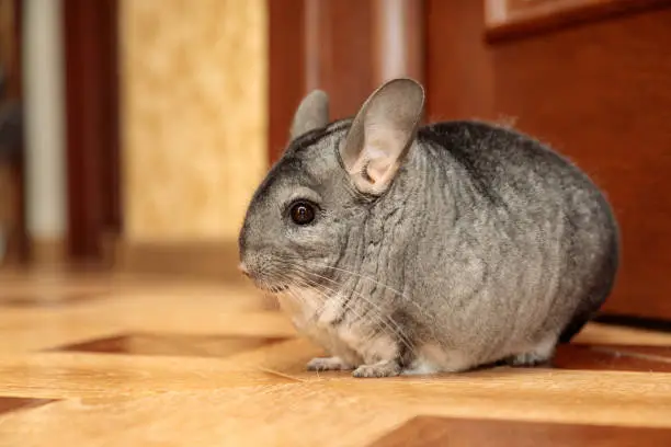 gray chinchilla sitting on the floor outside the cage