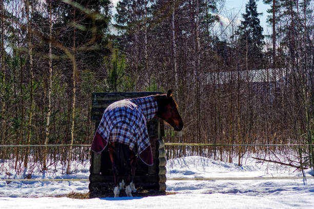 istock horse with a s culpa in the open pasture 1315696277
