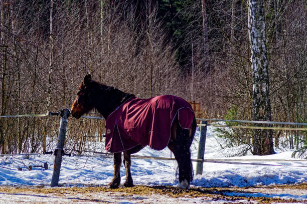 istock horse with a s culpa in the open pasture 1315696320