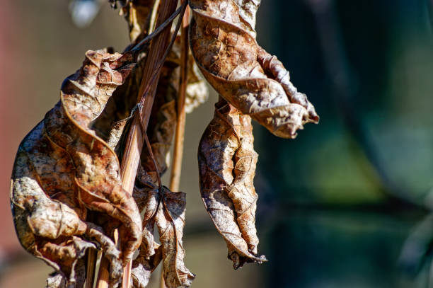 istock last year's sheet on a branch in the rays of light 1315696347