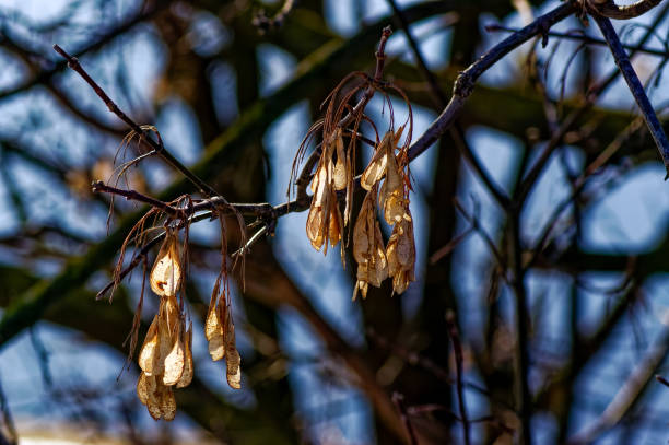 단풍 나무 씨앗은 가지에 매달려 - maple keys seed maple tree transparent 뉴스 사진 이미지