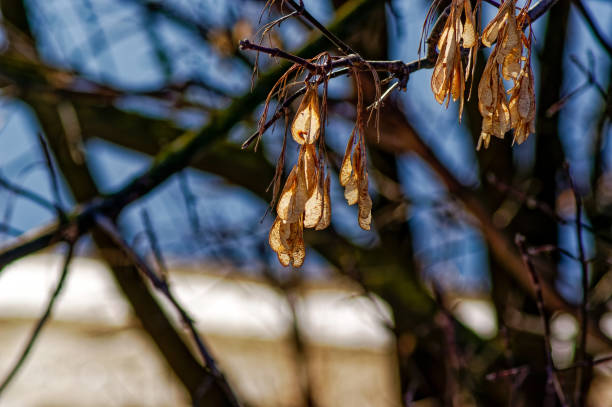 семена клена висят на ветке - maple keys seed maple tree transparent стоковые фото и изображения