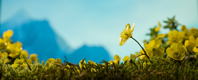 The yellow flowers of spring in the mountains