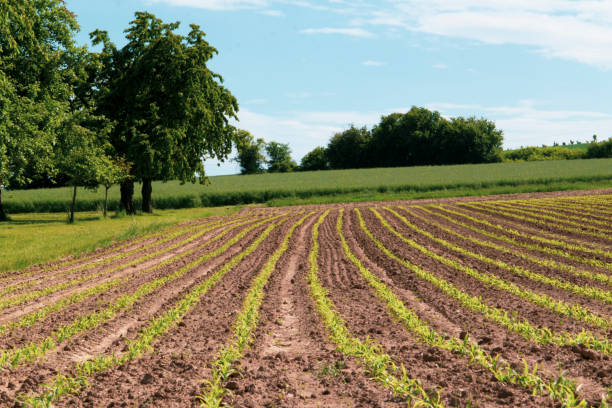 istock A field with young corn plants, Zea. The freshly sprouted maize is in rows. 1315700616
