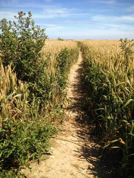 Inviting footpath out into a ryefield in the afternoon sun. Rye ready for harvest.