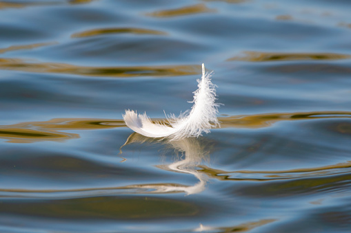 White Swan Feather floating gently on water