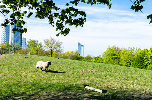 A sheep against urban buildings in Cubitt Town in London