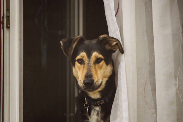 istock Dog looks out the window 1315702856