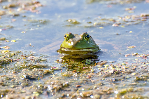 Bullfrog resting in shallow water on a hot day with only its face showing above the surface