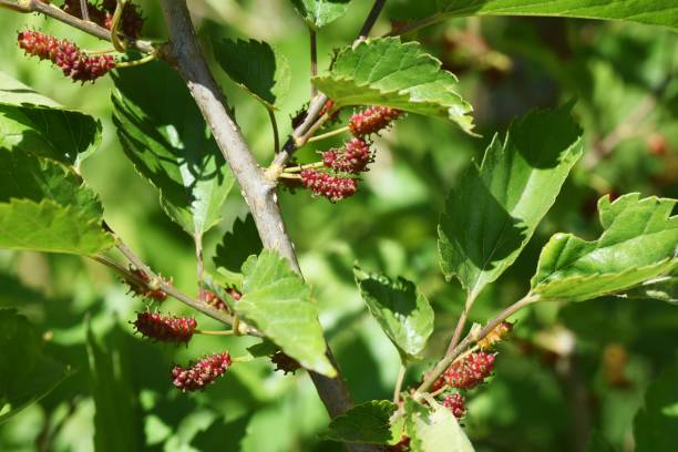 istock Mulberry fruits 1315705190
