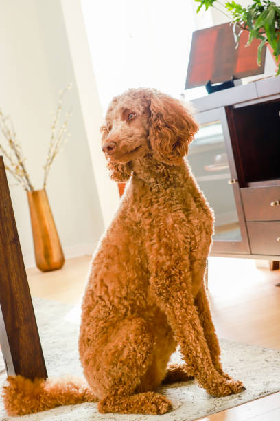 istock Beautiful red standard poodle posing in modern dining room 1315706034