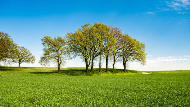 istock Green meadows with blue sky and clouds background 1315706895