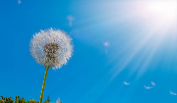 istock Close-up Dandelion At Sunset 1315707091