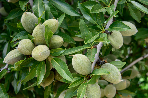 Close-up of ripening almond (Prunus dulcis) fruit growing in clusters in one tree within a central California orchard.

Taken in the San Joaquin Valley, California, USA.