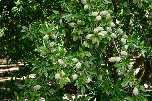 Close-up of ripening almond (Prunus dulcis) fruit growing in clusters in one tree within a central California orchard.\n\nTaken in the San Joaquin Valley, California, USA.