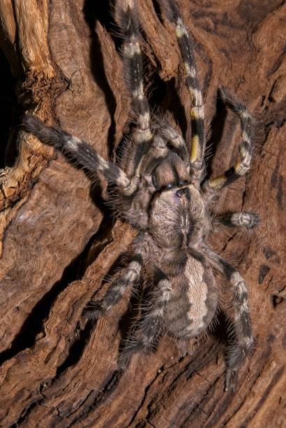 istock Indian Ornamental Tarantula Bark 1315708945