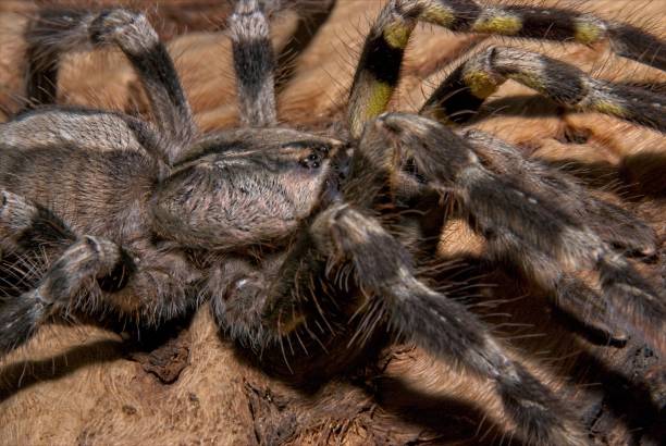 istock Indian Ornamental Tarantula 1315708960