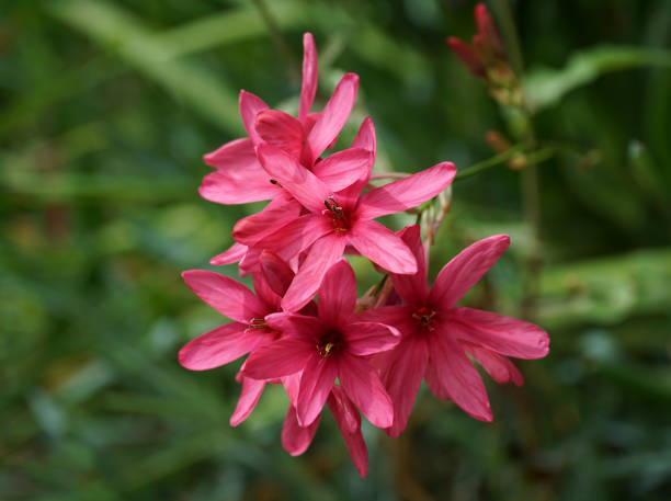 fleurs rouges de plante commune de dent dans le jardin - hybrid tea rose photos et images de collection