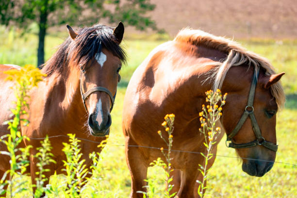 istock Horses in the meadow 1315711768