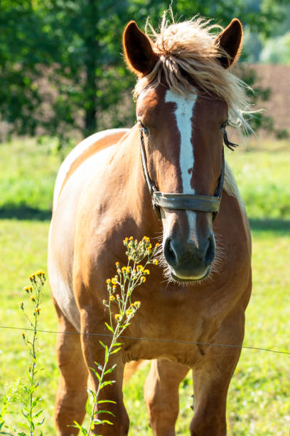 istock Horse in the meadow 1315711961