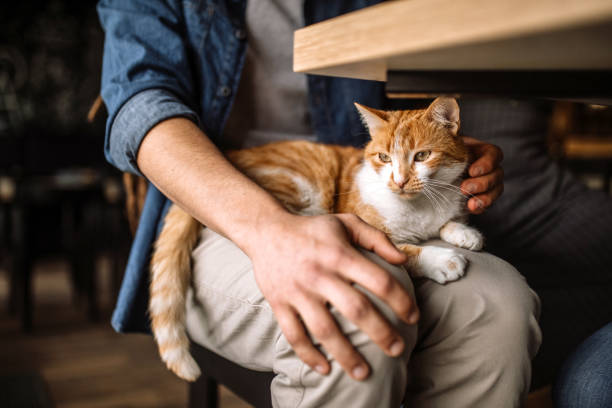 1,300+ Cat Sitting On Lap Stock Photos, Pictures & Royalty-Free Images -  iStock