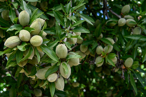 Close-up of ripening almond (Prunus dulcis) fruit growing in clusters in one tree within a central California orchard.\n\nTaken in the San Joaquin Valley, California, USA.