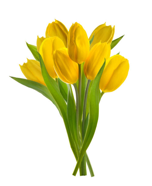 istock yellow tulip flowers isolated white background without shadow 1315715553