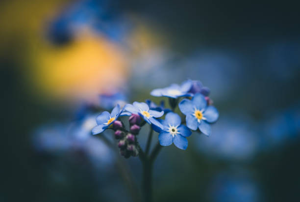 istock Forget-me-not flowers / Myosotis alpestris 1315715721
