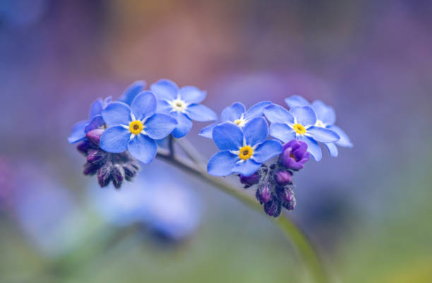 istock Forget-me-not flowers / Myosotis alpestris 1315715955