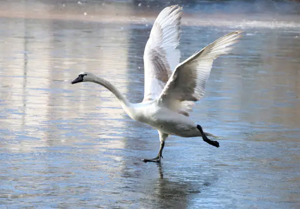 Cute swan starting to fly on icy German lake, opening its wings.