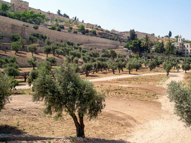 istock Olive grove with olive trees among the sands in Israel. 1315718514