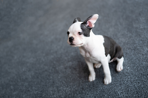 Cute portrait of a Boston Terrier puppy sitting on a carpet indoors.