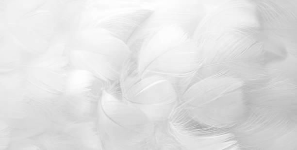 weiße flauschige vogelfedern. schöner nebel. eine botschaft an den engel. banner. die textur von zarten federn. weicher fokus - feather white macro bird stock-fotos und bilder