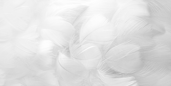 White fluffy bird feathers. Beautiful fog. A message to the angel. Banner. The texture of delicate feathers. soft focus.