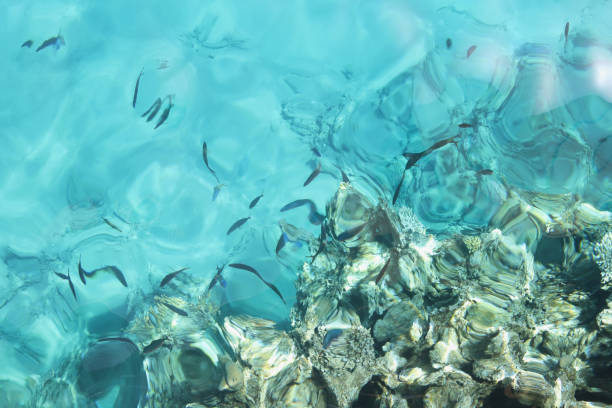 istock background of blue sea water with sun reflection and view 1315720013