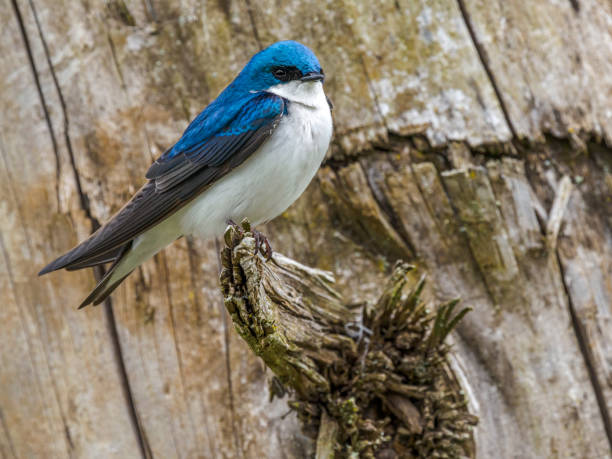 istock Tree Swallow Perched on Tree Snag Oregon Wild Bird 1315722088