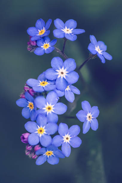 istock Forget-me-not flowers / Myosotis alpestris 1315722931