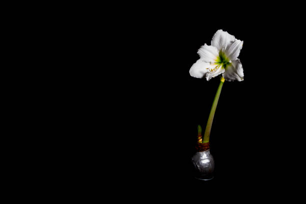 Snowdrop flower interior, fully blooming, wide angle macro lens shoot. gossamer light
