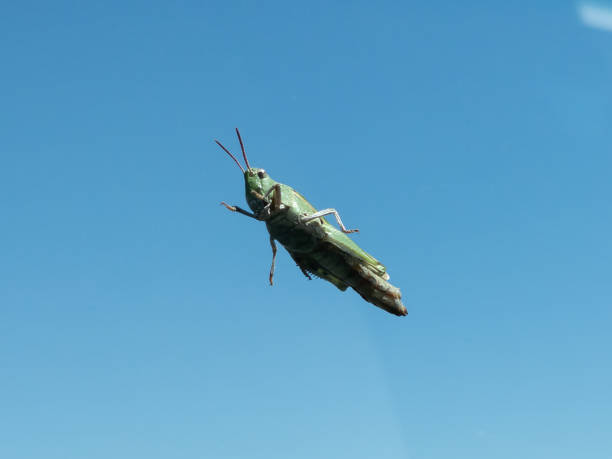 Green grasshopper with black eyes belonging to the family of Acrididaein in front of the blue sky seems to be flying
