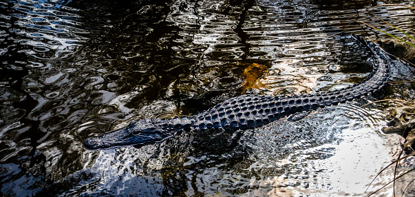 mouth of a crocodile, close-up on a black background