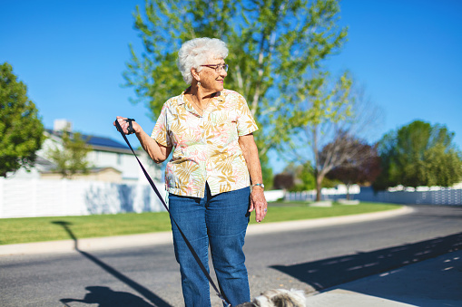 In Western Colorado Mature Adult Female Senior Enjoying Walking with Dog on Leash Outdoors on Clean Well Manicured Suburban Neighborhood Street Photo Series - Very Large Images with Much Resizing and Cropping Capability. (Shot with Canon 5DS 50.6mp photos professionally retouched - Lightroom / Photoshop - original size 5792 x 8688 downsampled as needed for clarity and select focus used for dramatic effect)