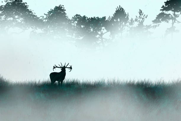 Deer calling by females in the forest