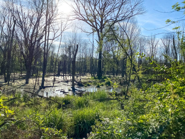 istock Trees Standing in Swamp - Georgia 1315728907