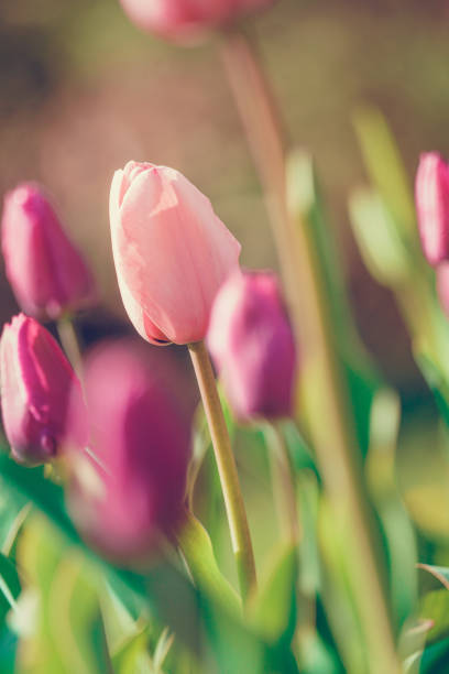 Sweet spring Pink tulips in the sun at the end of the day saint hyacinthe photos stock pictures, royalty-free photos & images