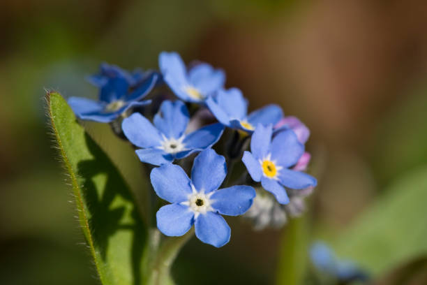 olvídate de mí no (myosotis sylvatica) en flor a finales de abril en un jardín - myosotis sylvatica fotografías e imágenes de stock