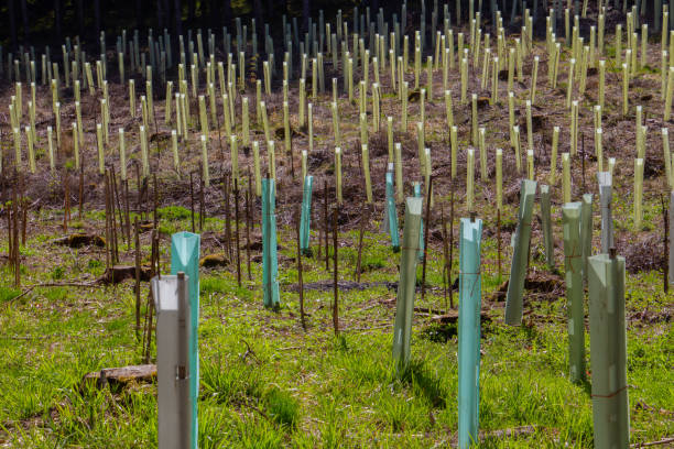 szkółka drzew w lesie, plastikowe rurki chroniące sadzonki - lumber industry reforestation tree forest zdjęcia i obrazy z banku zdjęć